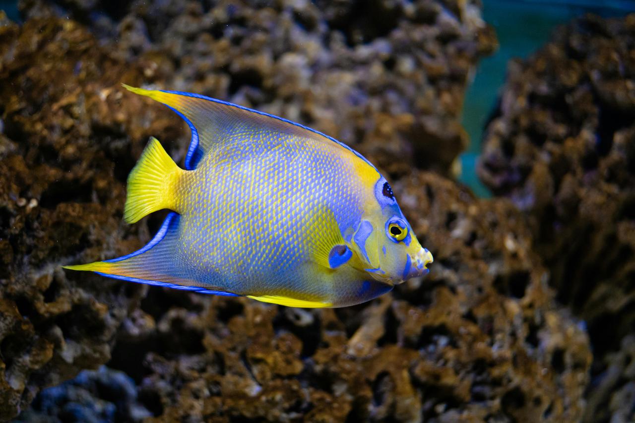 Melek Balığı (Pterophyllum Scalare)
