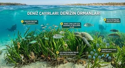 Deniz Çayırları