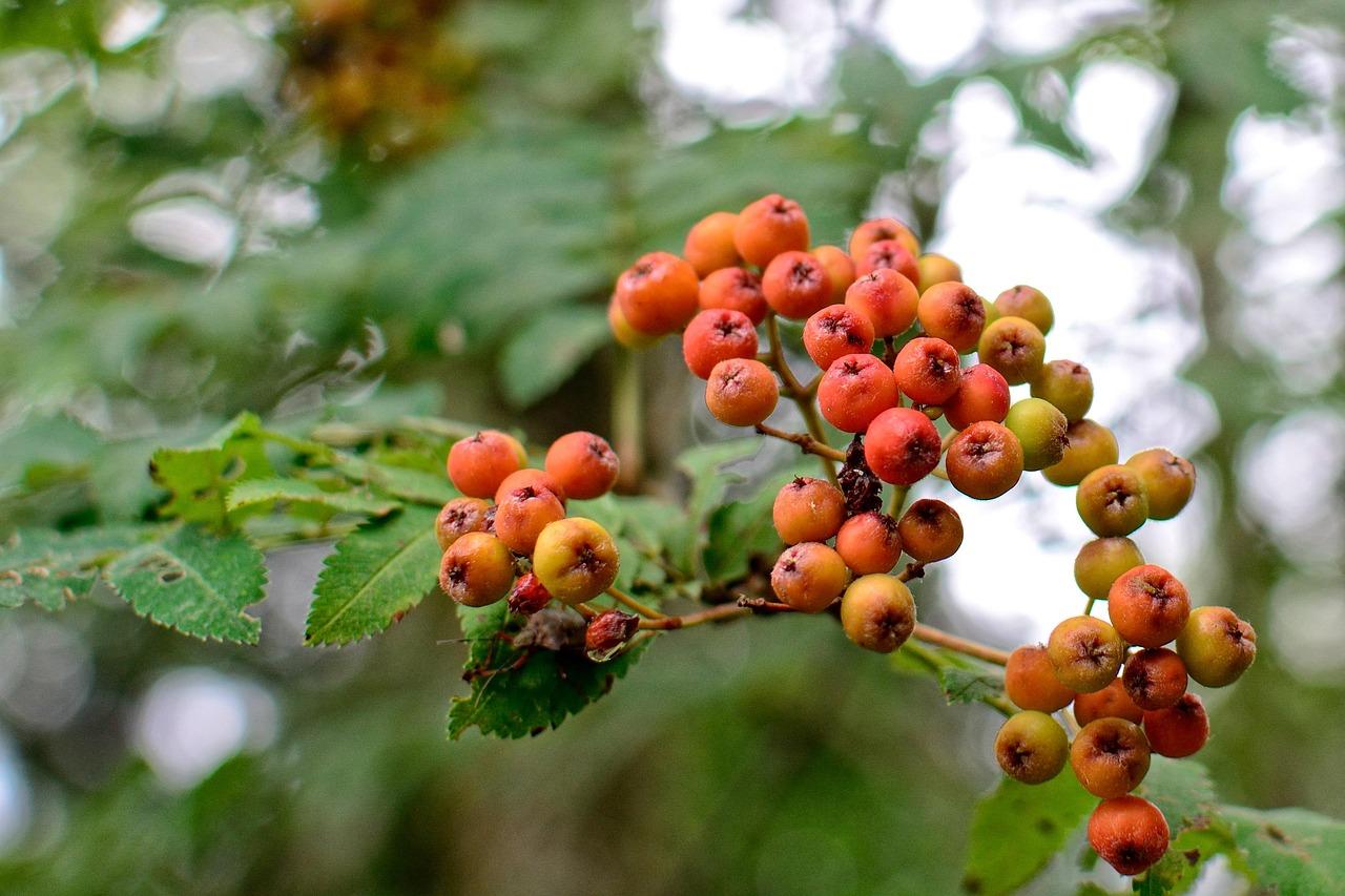 Üvez (Sorbus) Bitkisi