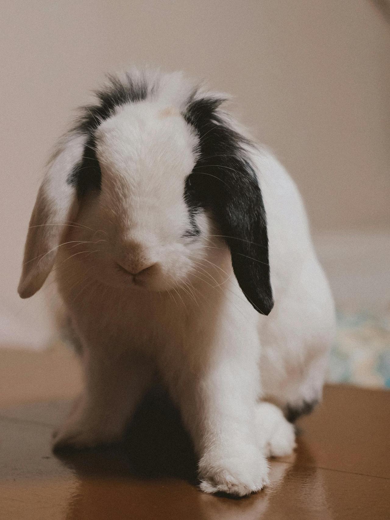 Hollanda Lop Tavşanı (Oryctolagus Cuniculus)