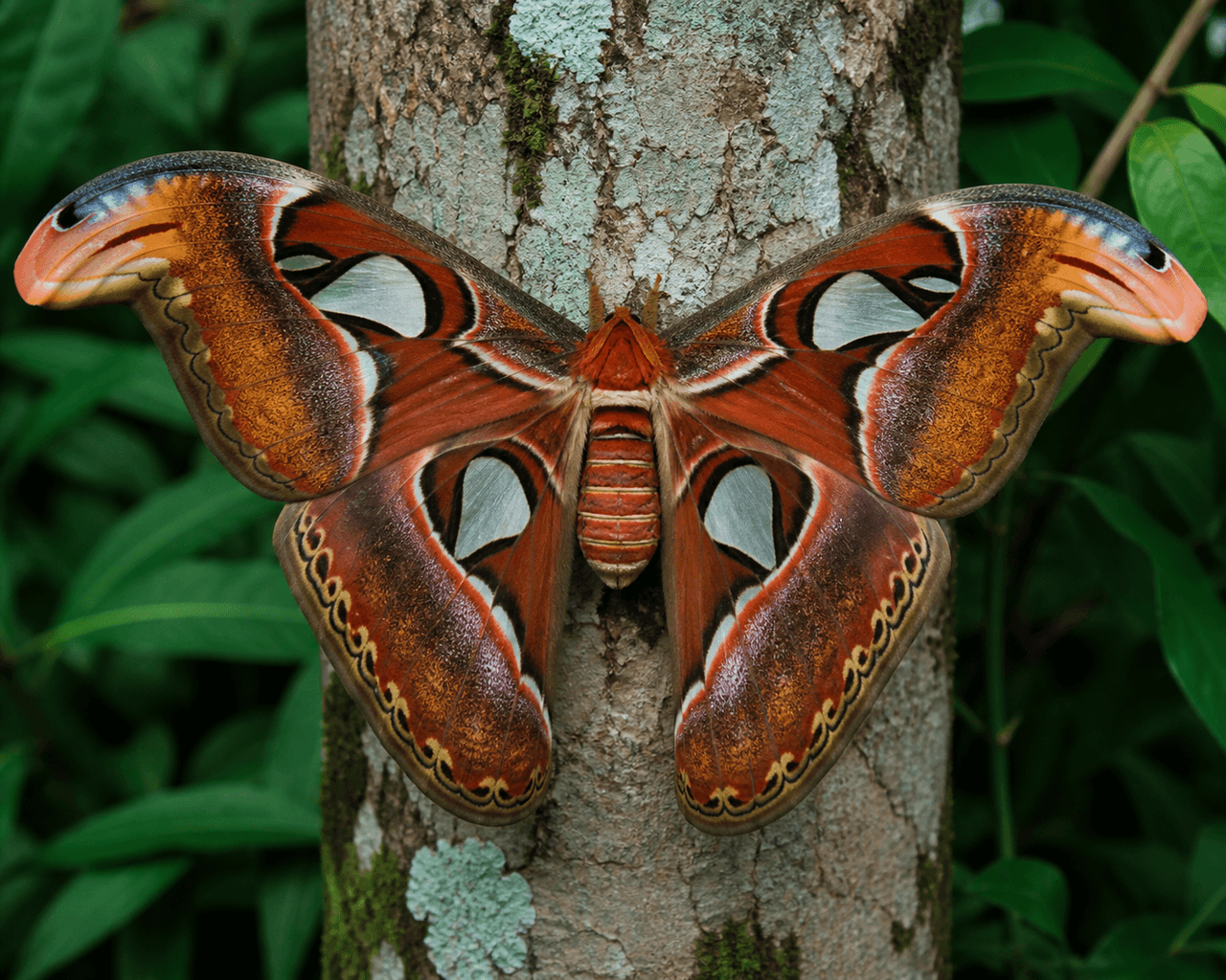 Atlas Güvesi (Attacus atlas)