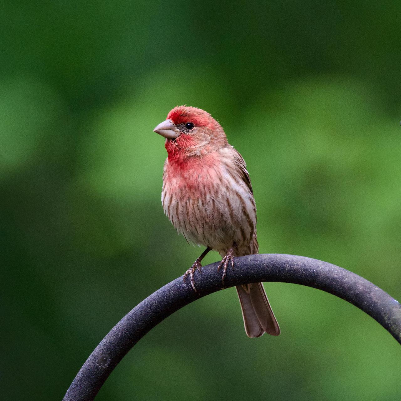 Çütre (Carpodacus erythrinus)