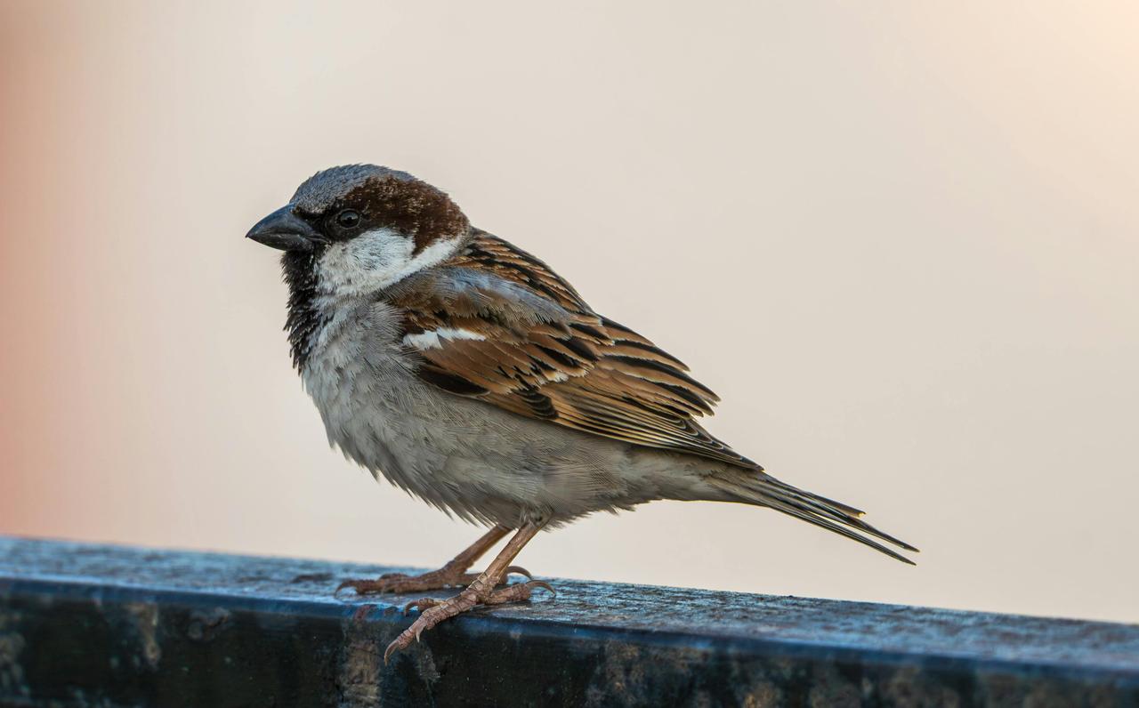 Bayağı Serçe (Passer domesticus)