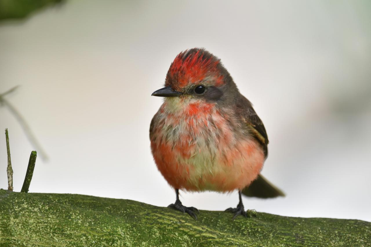 Ateş renkli sinekkapan (Pyrocephalus rubinus)