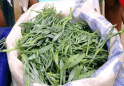 Kaya Koruğu (Crithmum Maritimum)